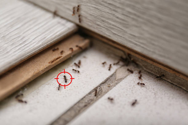 Best Pest Control Near Me  in Coronita, CA