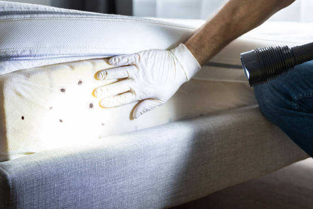 Best Exterminator Services  in Coronita, CA