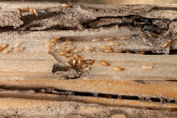 Bird Control in Coronita, CA