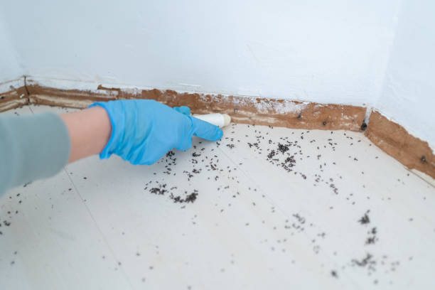 Best Termite Control Services  in Coronita, CA
