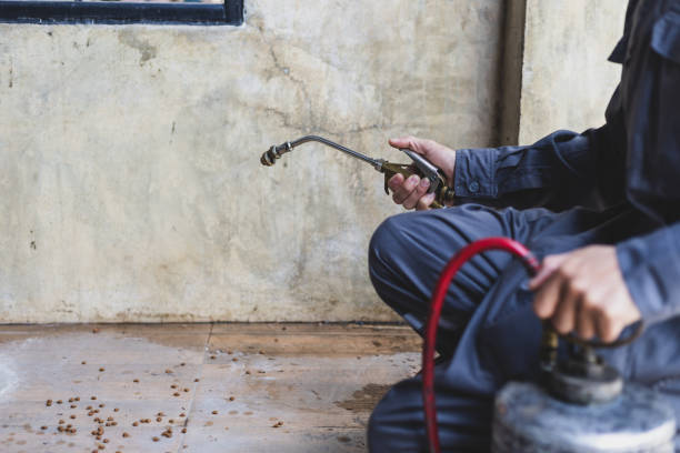 Best Rat Extermination Near Me  in Coronita, CA